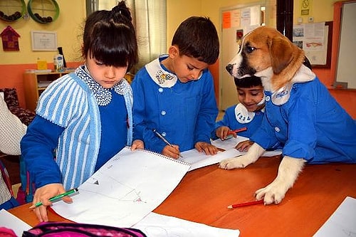 Ciğerimizi Yaktın Fındık! Tokat'ta Mezarlıkta Bulunan Okullu Fındık'ın Toprağa Verilme Görüntüleri İçimizi Yaktı