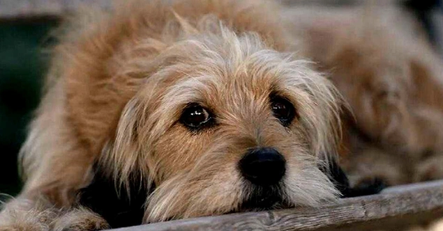 Benji