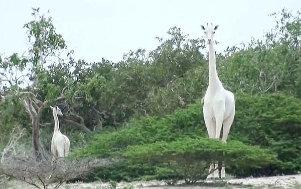 Kenya'nın tek kalmış dişi beyaz zürafası ve yavrusunu, kaçak avcıların öldürdüğü çevreciler tarafından açıklandı.