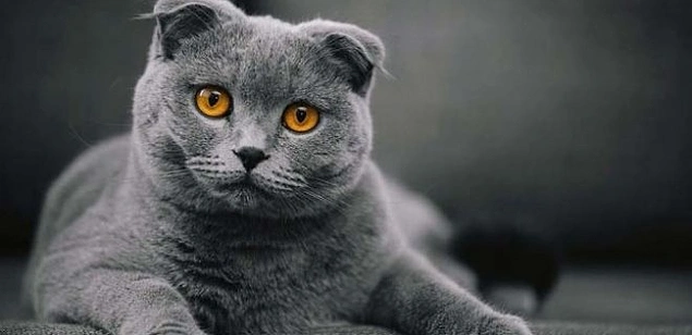 Kıvrık kulakları ve renkleri ile oldukça dikkat çeken Scottish Fold tüm dünyada oldukça popüler hale geldi.