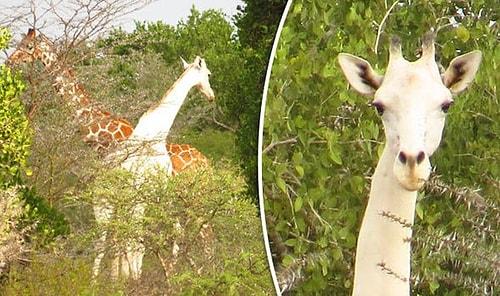 Kenya’nın Tek Kalan Dişi Beyaz Zürafası ve Yavrusu Kaçak Avcılar Tarafından Öldürüldü!