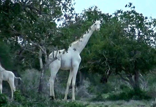 Bölgenin turizmine de büyük katkısı olan beyaz zürafaların bu katli, başta Kenya'daki olmak üzere tüm hayırseverleri oldukça üzmüş durumda.