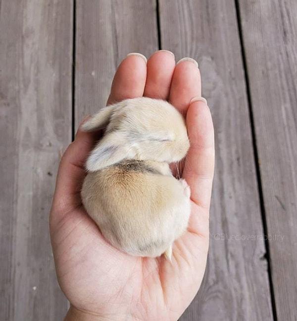 17. "Avucumun içinde uyuyakalan tavşan yavrusu"