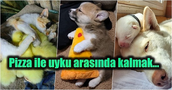 İyi Bir Habere Muhtaç Olduğumuz Bu Günlerde Hayat Enerjinizi Yükseltecek 19 Uyuyan Güzel