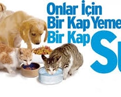 Kapınızın Önüne Bir Kap Su, Bir Kap Mama Koyun