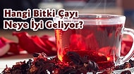 Hangi Bitki Çayı Neye İyi Geliyor? Bitki Çaylarının Saymakla Bitmeyen Faydalarını Öğreneceğiniz Dev Onedio Arşivi