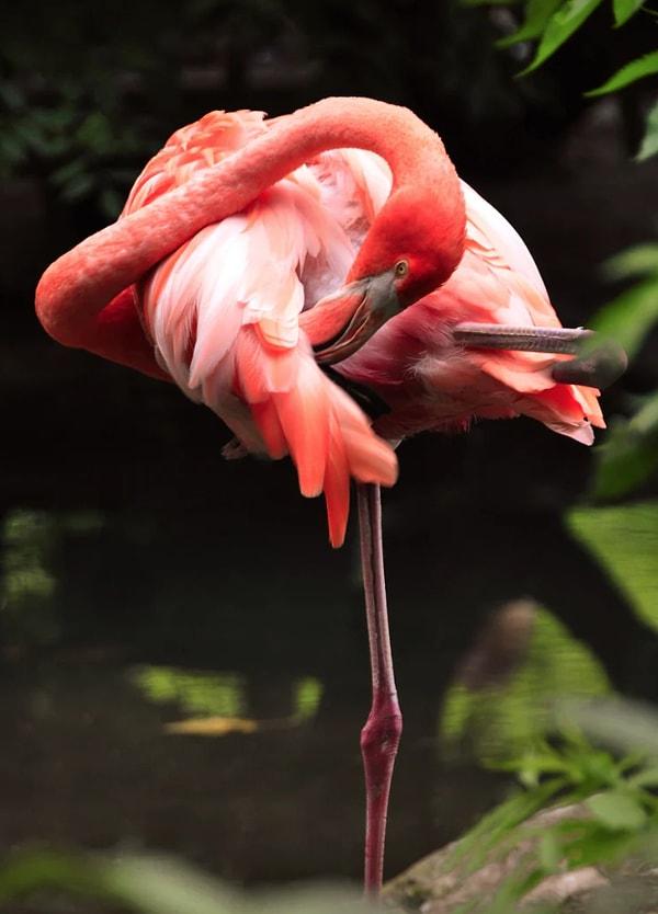 13. Flamingolar karides yedikleri için pembelerdir.