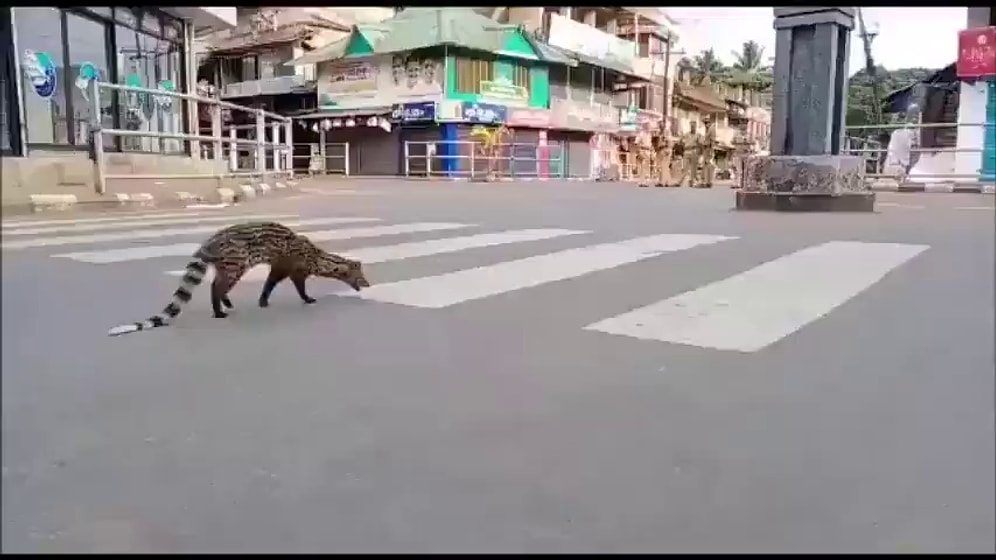 Sokağa Çıkma Yasağı İlan Edilen Hindistan Sokaklarında Nesli Tükenmekte Olan Misk Kedisi Ortaya Çıktı