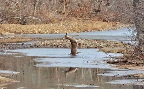 1. Этому оленю сложно оставаться в горизонтальном положении: