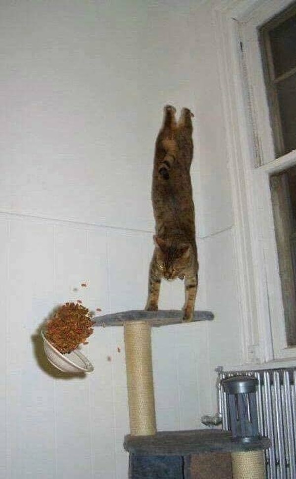 15. Эта кошка мастер исполнения цирковых трюков: