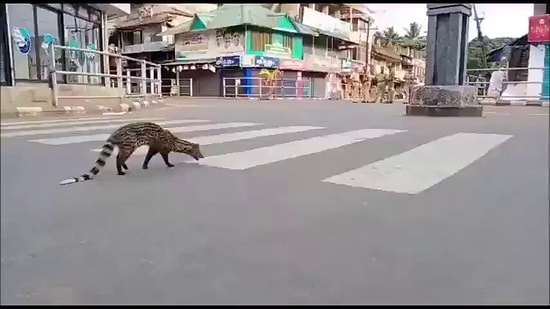 На улицах Индии, где объявлен комендантский час, появилась находящаяся под угрозой исчезновения циветта