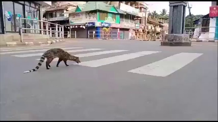 На улицах Индии, где объявлен комендантский час, появилась находящаяся под угрозой исчезновения циветта