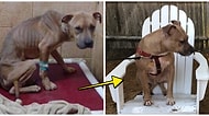 Sahiplendirildikten Sonra Yaşadıkları Değişimlerle Göz Yaşlarımıza Hükmeden 28 Tüylü Dostumuz
