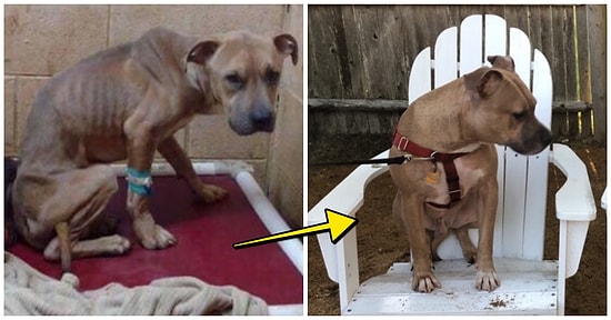 Sahiplendirildikten Sonra Yaşadıkları Değişimlerle Göz Yaşlarımıza Hükmeden 28 Tüylü Dostumuz