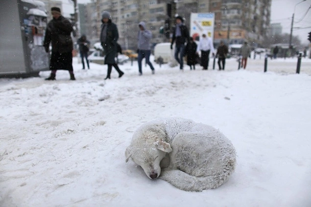Bükreş'te sokakta yaşamak zorunda bir köpek, bir kar fırtınasının ardından ısınmaya çalışıyor.