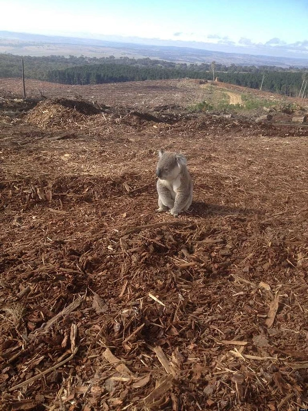 Bu koala, evinden geriye kalan boş arazide oturuyor.