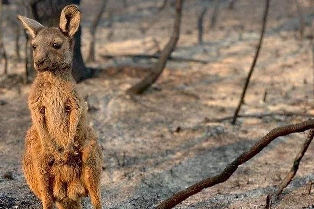 Bu kanguru Avustralya'daki büyük orman yangınında kaybettiklerinden sonra adeta kahrolmuş gibi duruyor.
