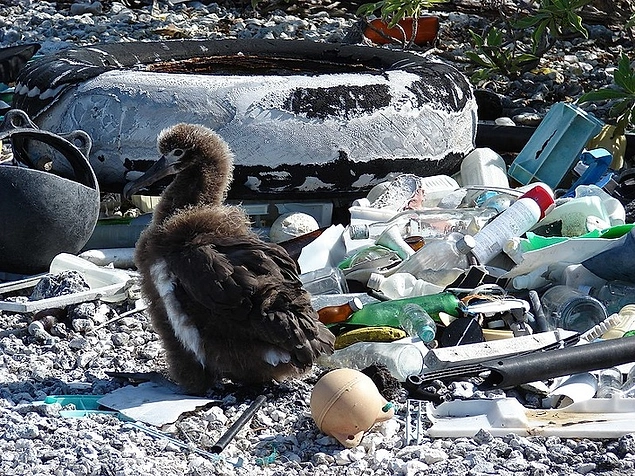 Laysan albatrosu bu çöplükte yaşamak zorunda bırakılıyor çünkü çöp olmayan bir alan kalmadı.