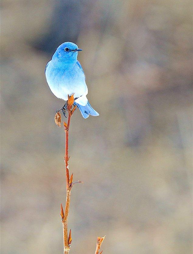 2. Mavi dağ kuşu
