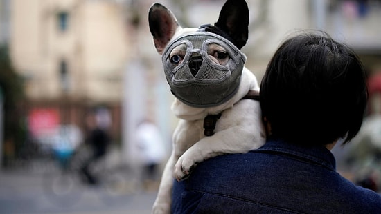 Dünya Sağlık Örgütü: 'Evcil Hayvanlardan İnsana Koronavirüs Bulaştığı Yönünde Veri Yok'