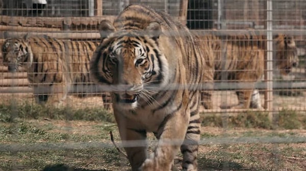 11. Вряд ли тигр, выращенный в неволе, сможет выжить в дикой природе.