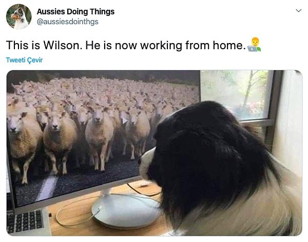 14. "Bu Wilson. O da evden çalışıyor."