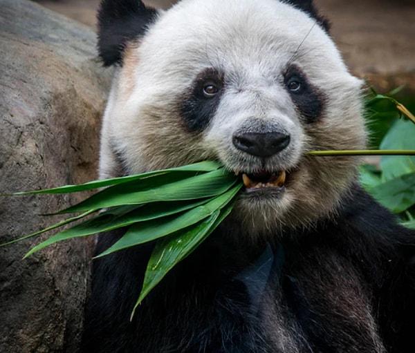 Vahşi doğada yavaş yavaş artan panda popülasyonu, Dünya Doğa ve Doğal Kaynakları Koruma Birliği tarafından 2004-2014 yılları arasındaki %17'lik artıştan dolayı 2016 senesinde, nesli tükenmekte listesinden çıkarılıp 'savunmasız tür' listesine alınmıştı.