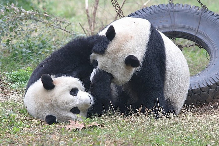 Карантин сделал то, что не удалось сделать специалистам в зоопарке: две панды впервые спаривались за 10 лет
