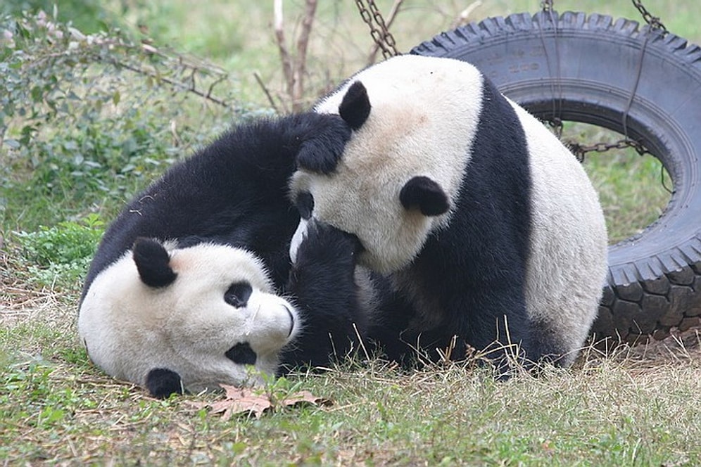 Карантин сделал то, что не удалось сделать специалистам в зоопарке: две панды впервые спаривались за 10 лет
