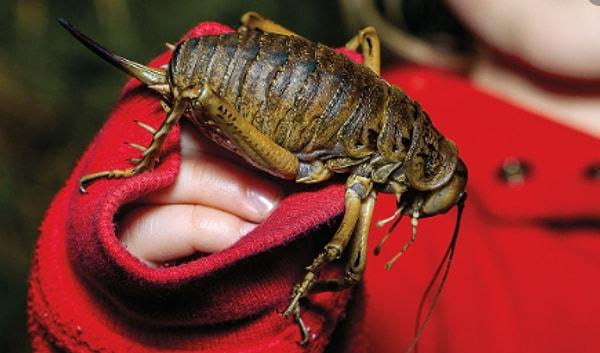 11. Dünyadaki en ağır böcek, Yeni Zelanda'da bulunan 'weta'dır ve yaklaşık 450 gram ağırlığındadır.