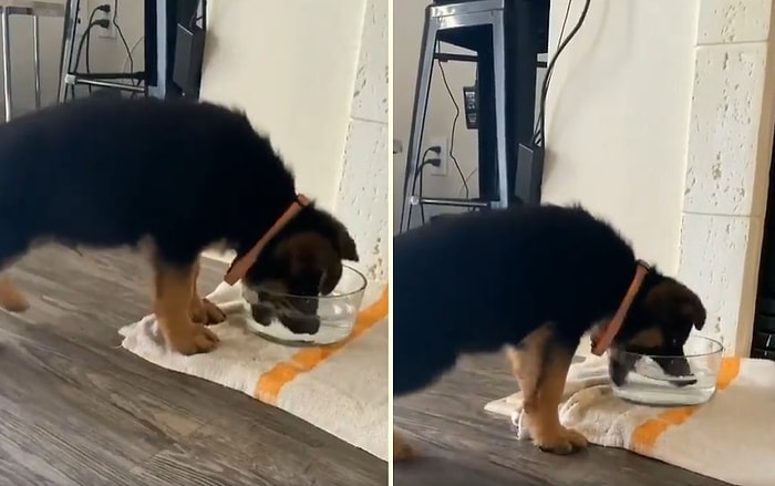 Kaptan Su İçme İşini Bir Türlü Beceremeyen Köpeğin Aşırı Sevimli Görüntüleri