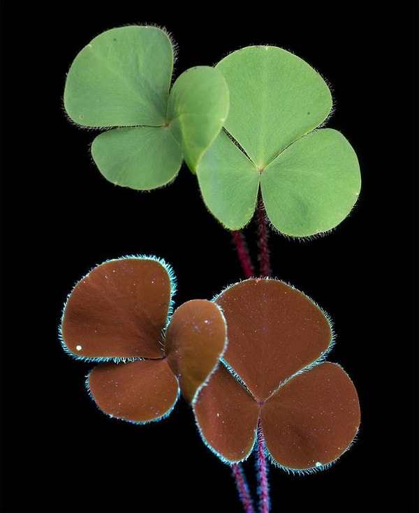 8. Едва видимые волоски на листьях