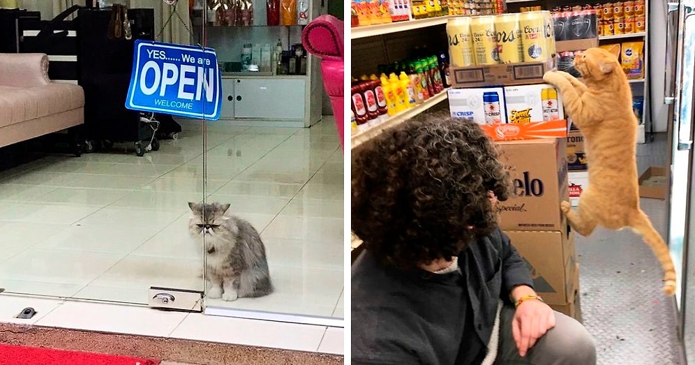 10 кошек в магазинах, которые ведут себя как хозяева этих заведений