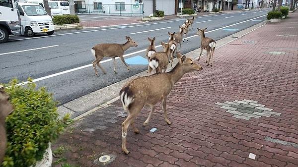 17. Japonya'nın sokaklarında geyikler gezmeye başlamış bile.