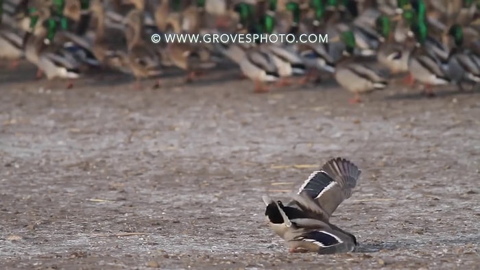 Işık Hızında Hareket Ederek Ördek Avlayan Atmaca