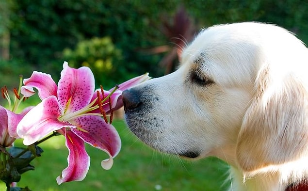 Köpeklerin insanlardan yaklaşık 44 kat daha fazla koku hücresi vardır.