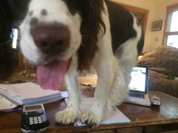 5. Да и к собакам это тоже относится: