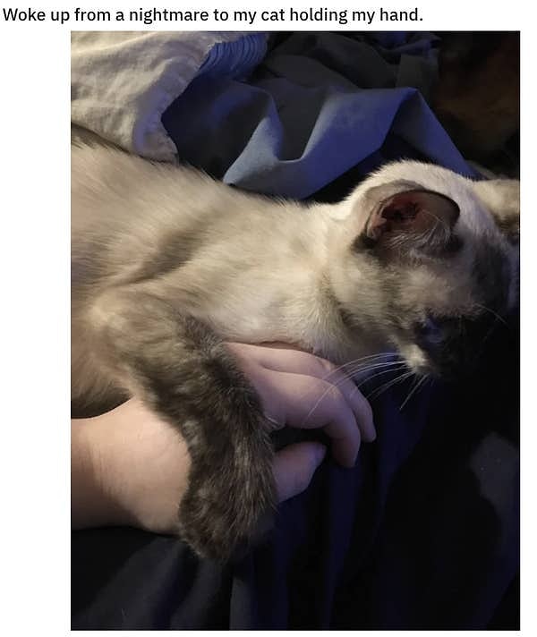 15. Этот котенок всегда рядом со своим хозяином в трудные моменты