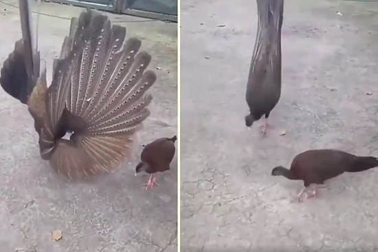 Dişisini Etkilemeye Çalışan Büyük Argusun Muhteşem Görüntüleri