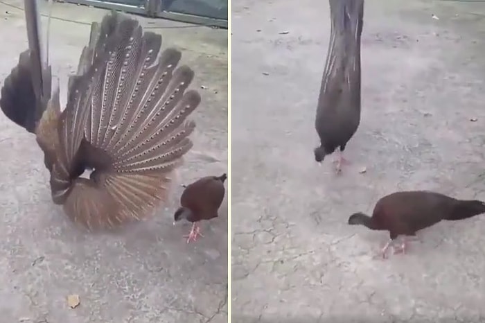 Dişisini Etkilemeye Çalışan Büyük Argusun Muhteşem Görüntüleri