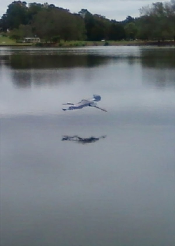 18. Этот причудливый летающий ребенок-призрак на самом деле является размытой большой голубой цаплей