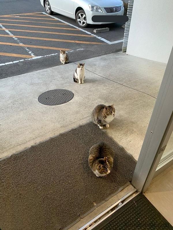 3. Japonya'da sosyal mesafeye dikkat eden kediler.
