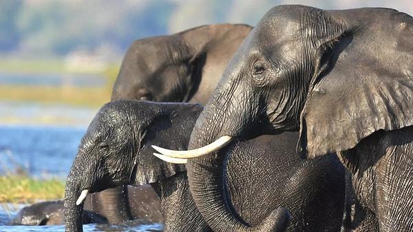 13. Filler insanların işaret edişlerini eğitimsiz anlayabilen birkaç hayvandan biridir.