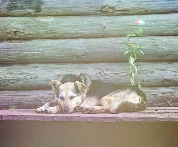 17. Башкирский пес