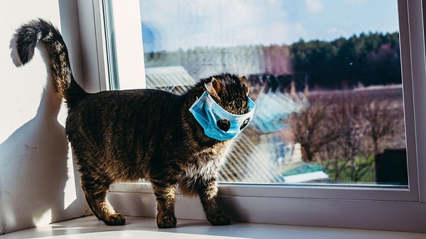 Отмечая, что существует много исследований того, что иммунная система людей, живущих с кошками и собаками, сильнее, эксперты также напоминают о важности сильного иммунитета в борьбе с коронавирусом.