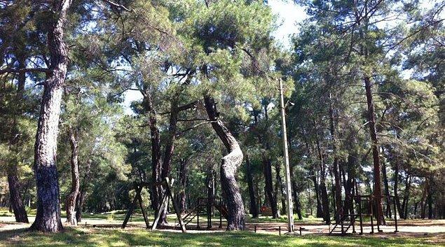 Antalya / Düzlerçamı Ormanı