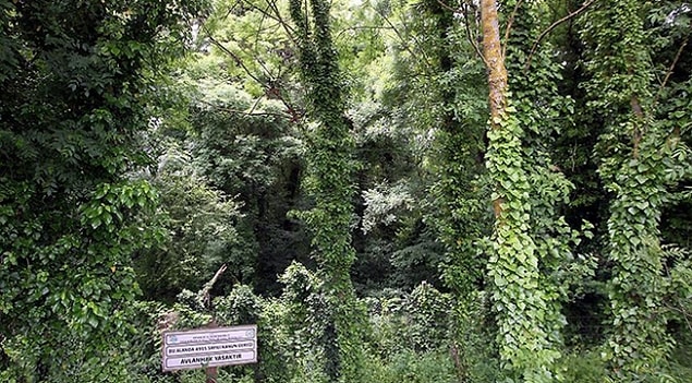 Samsun / Hacıosman ormanı