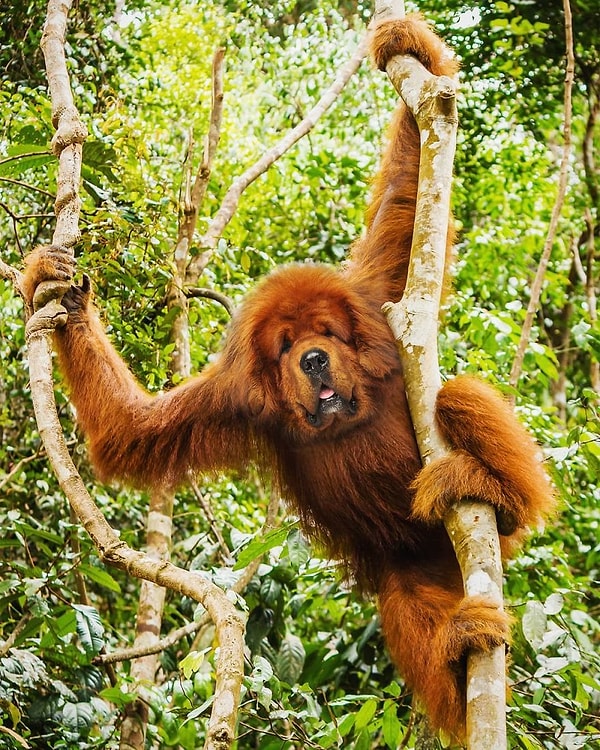 8. Собангутанг