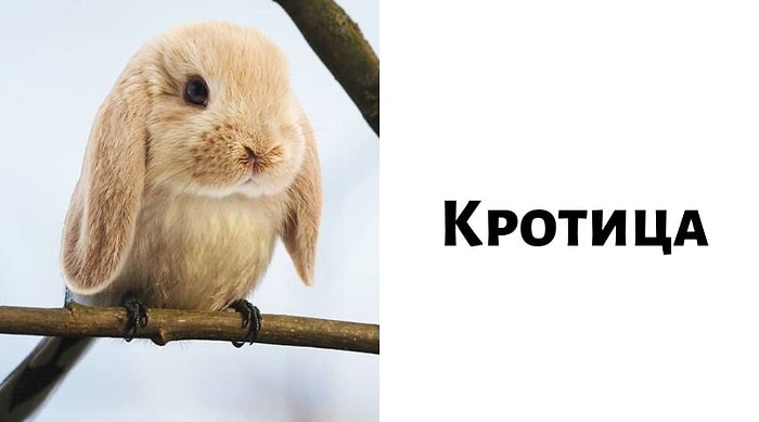 20 самых милых и глупых гибридов животных, которые определенно сделают ваш день