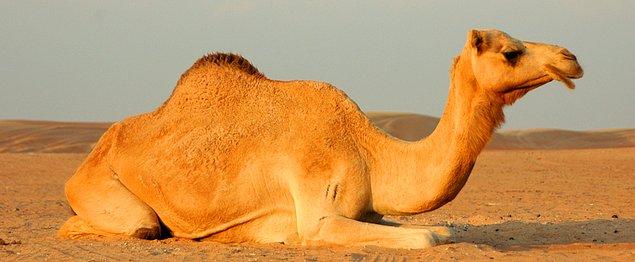 2. Orta Doğu, develeri Avustralya'dan ithal etmektedir.
